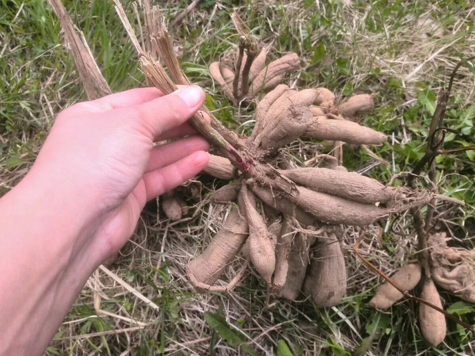 ��� ��������� ����������� ������ ��������� � �������: ������ ��� ��������� ��������