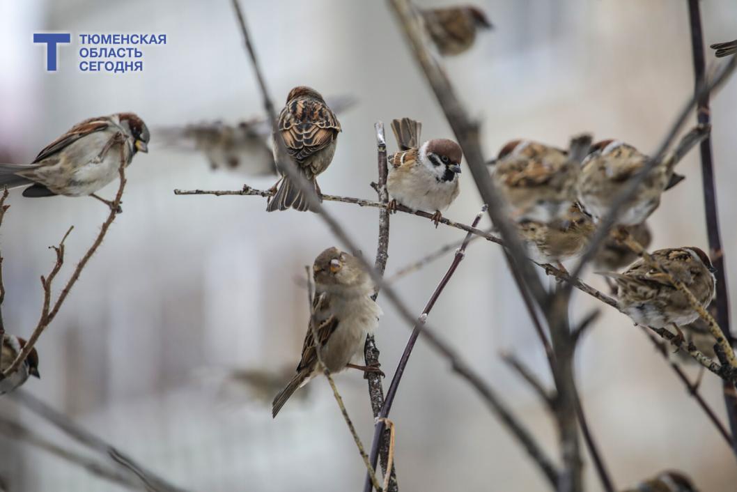 Орнитолог разъяснила тюменцам, почему не нужно кормить птиц весной