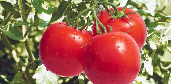 ��� ������ ��������� ����� � ���� �������� ����������� ������ �������