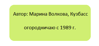 Секреты успешного урожая баклажанов: два сорта, которые покорили Сибирь