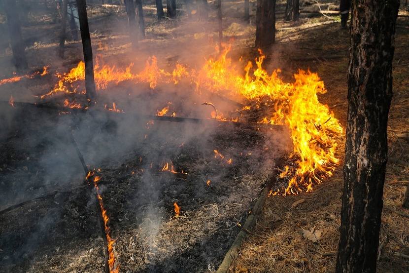 В Тюмени объявлен конкурс рисунков на тему «Защитим лес от пожаров»