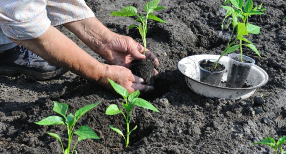 ������ ��� ������� ������, ������� ����� ������ ������