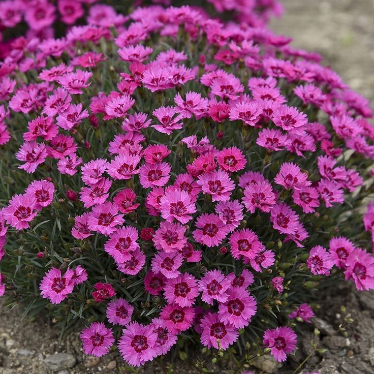 ����� ������ �����: �������� �������� �������� ���������