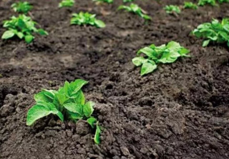 ��������� ����� �� ����������: ��� �������� ������� � ������������ ������