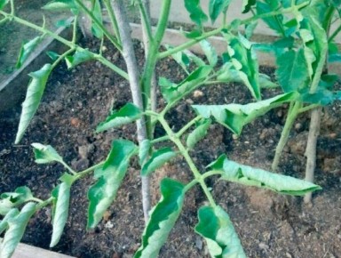 Как справиться с закручиванием листьев томатов: восемь основных причин и их решения