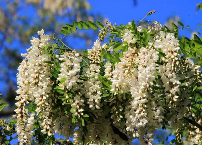 ������ �� ����: ����� ������� � ����� �������� � ����� ����