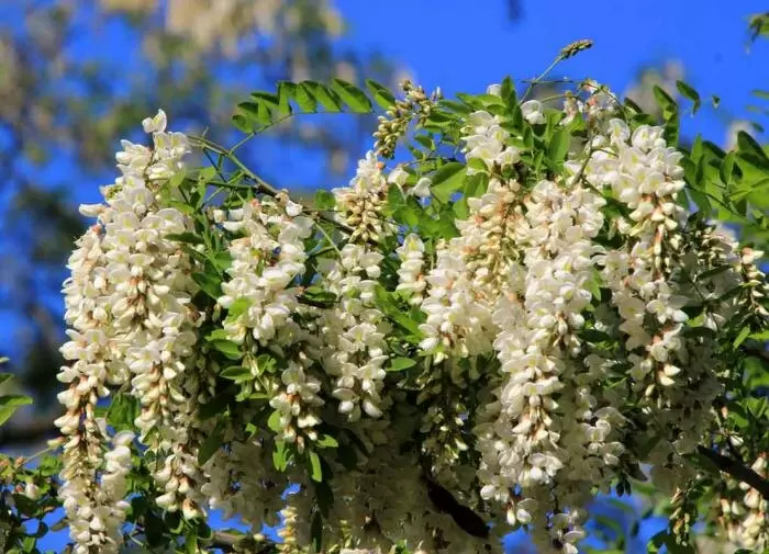 Акация на даче: белая робиния и жёлтая карагана в вашем саду