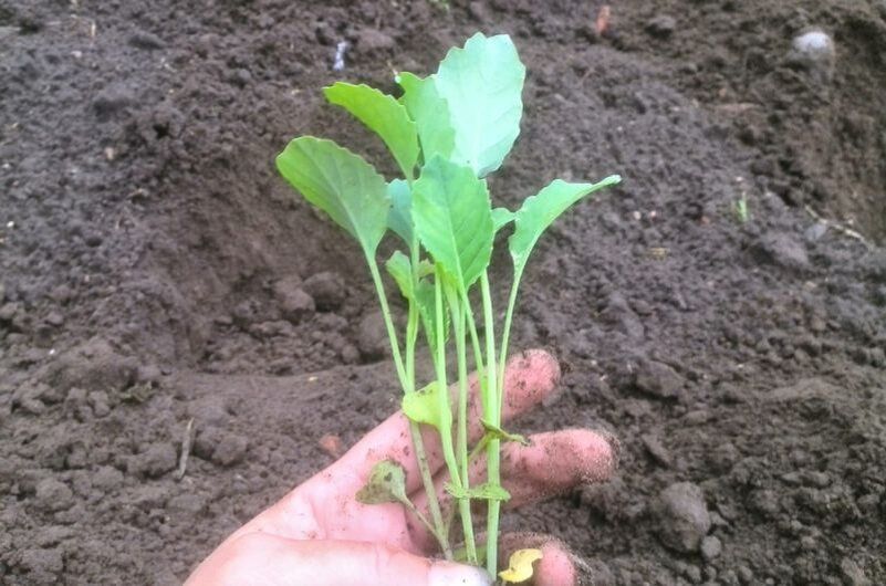 ������� ������� ������� �������: �� ������� ��������� �� �����������