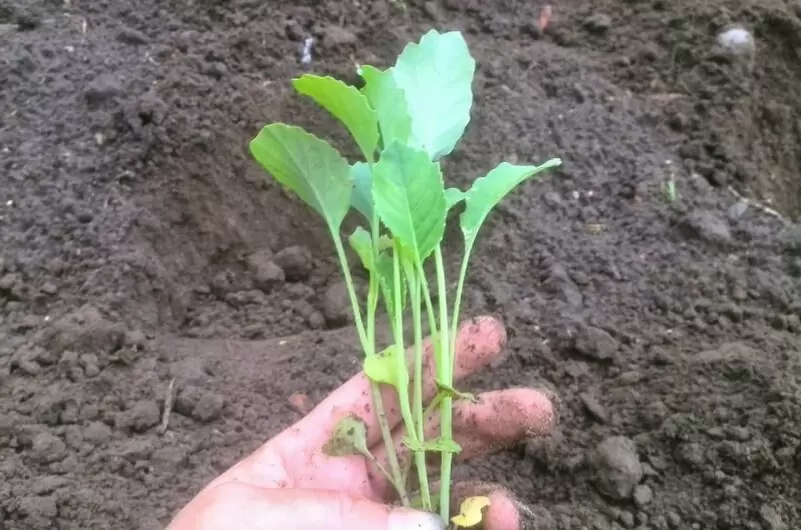 Правила высадки рассады капусты: от лунного календаря до агротехники