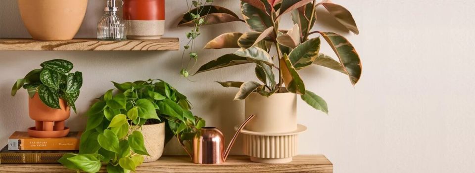 ���� ����� ��������� ��������, ������� ���������� ���� ������������