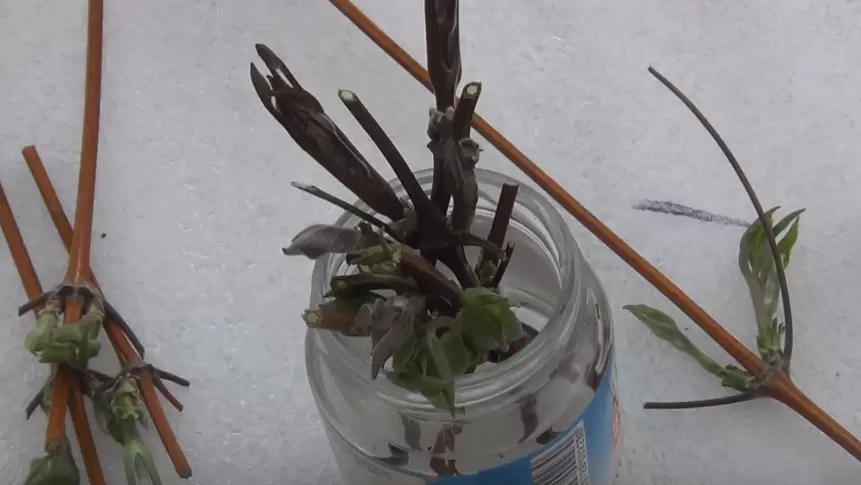 Пять секретов успешного размножения клематисов от опытных садоводов