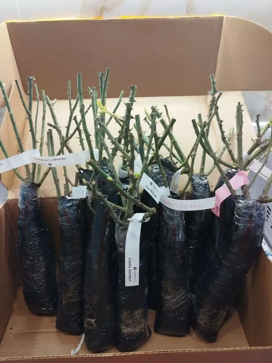 Как сохранить саженцы роз до посадки: лучшие советы