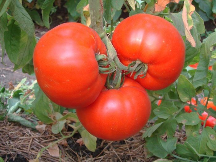 ����� �����: ��������� ����� ��� ������ �������