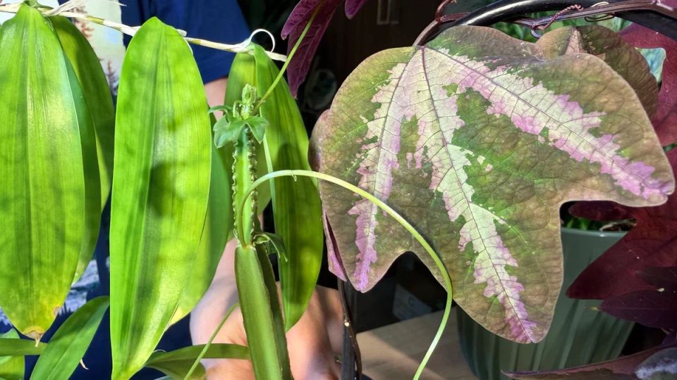 ��������� ��������� ��������, ������� ������� ������