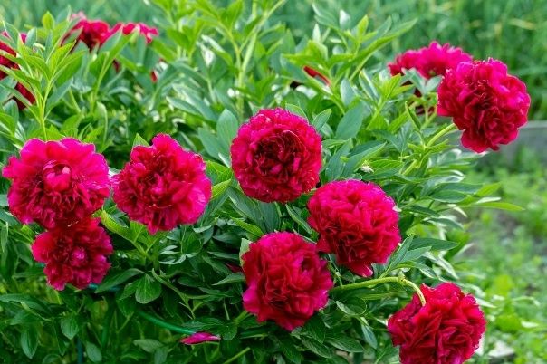 ������� ���� �� �������: ������� ��� ���������� �������� � ��������� ������