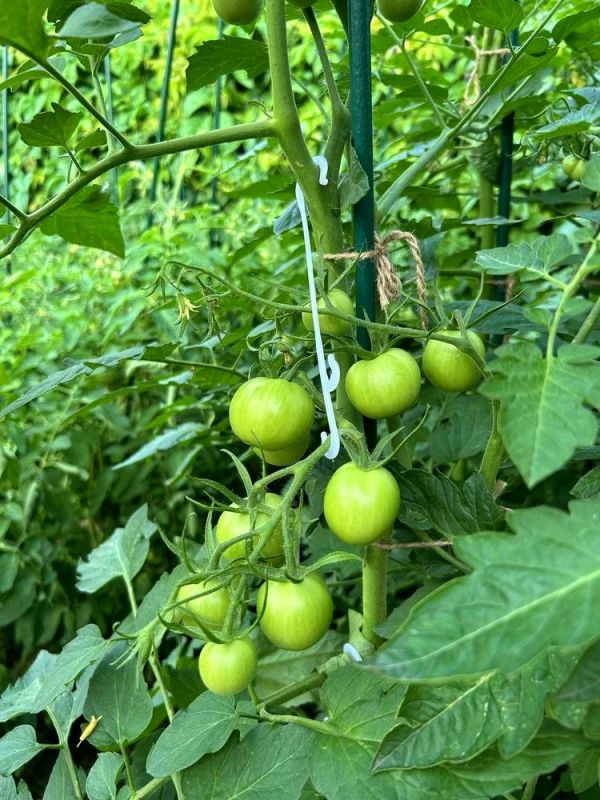 ��� ����������� ������ ��� �������, ������� ����� �������� �� Wildberries