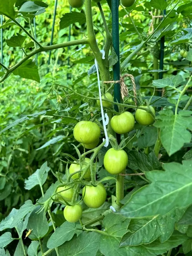 Три незаменимых товара для огорода, которые стоит заказать на Wildberries