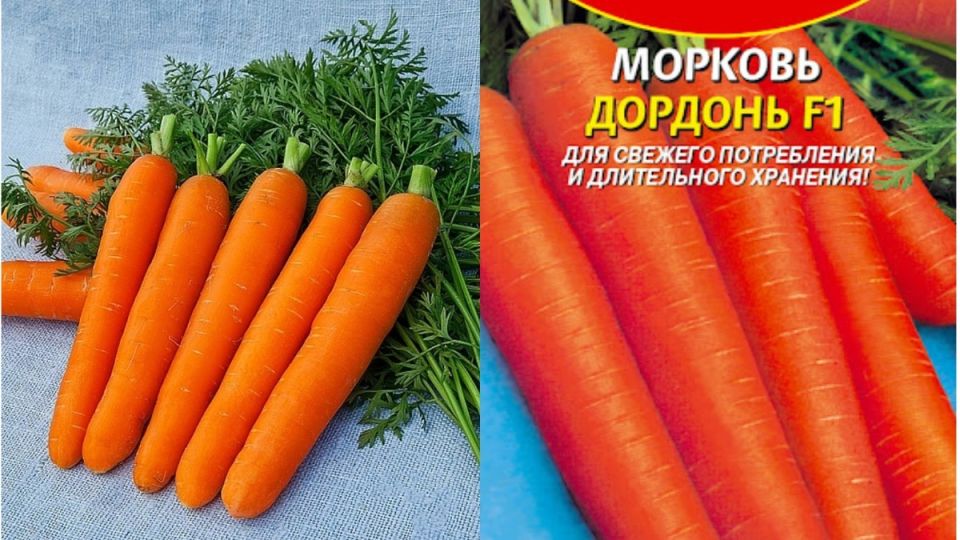 ����� ������� ������� F1: ��������� ���������� ��� ����������� �����