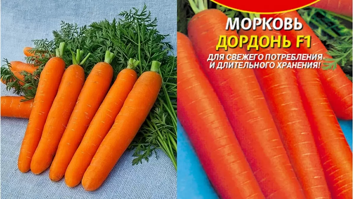 Успех моркови Дордонь F1: необычные результаты при минимальном уходе