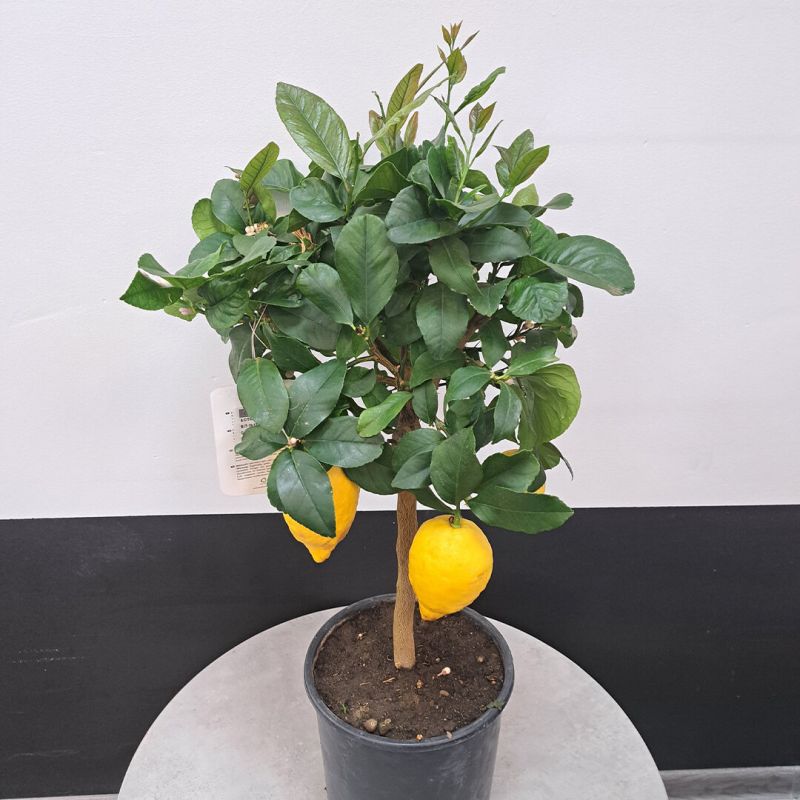 ����� ������ ������� ��� ��������� �����������