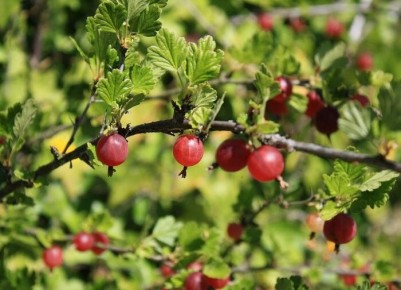 Как защитить крыжовник от главных врагов: советы и рекомендации