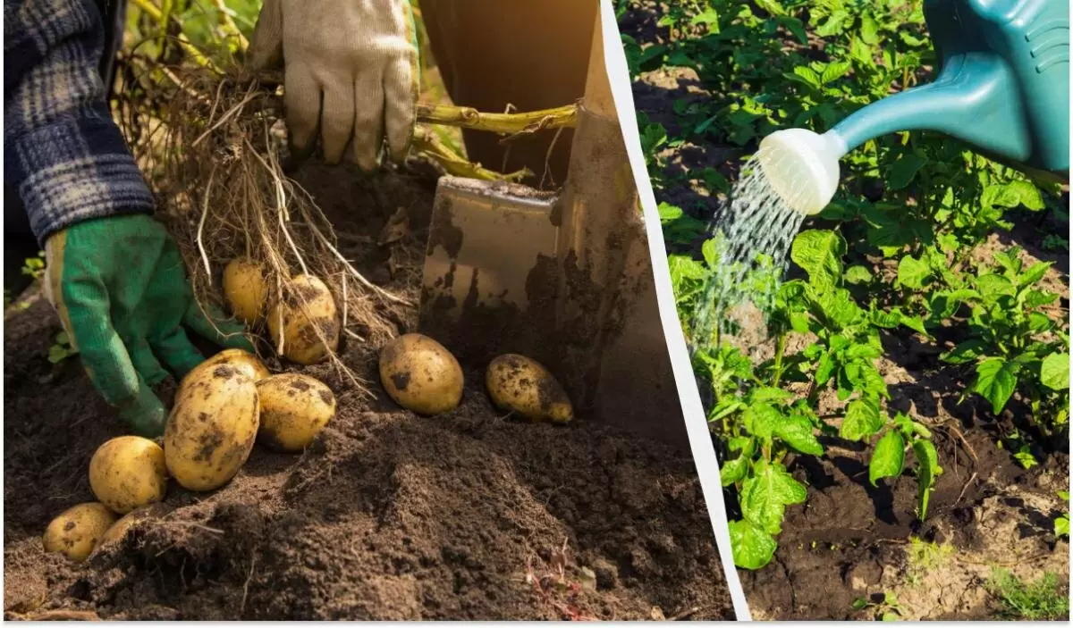 Как добиться рекордного урожая картофеля в июле: секреты подкормки