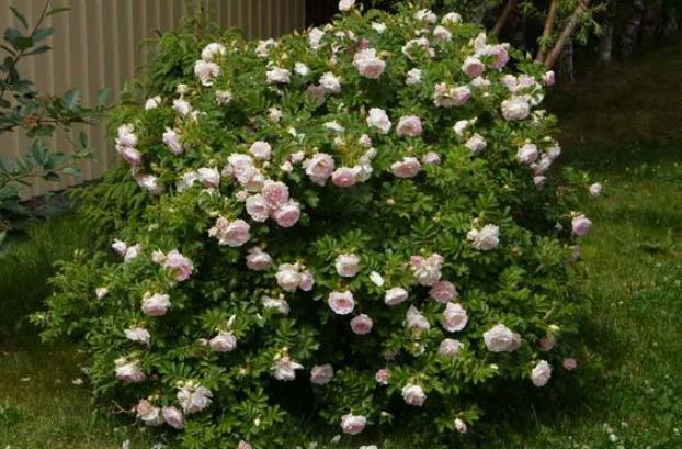 ����, ������� ��������� ���� ���� �� ������ � �����