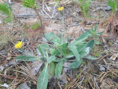 Ястребинка или ястребиночка: удивительное растение сосновых лесов