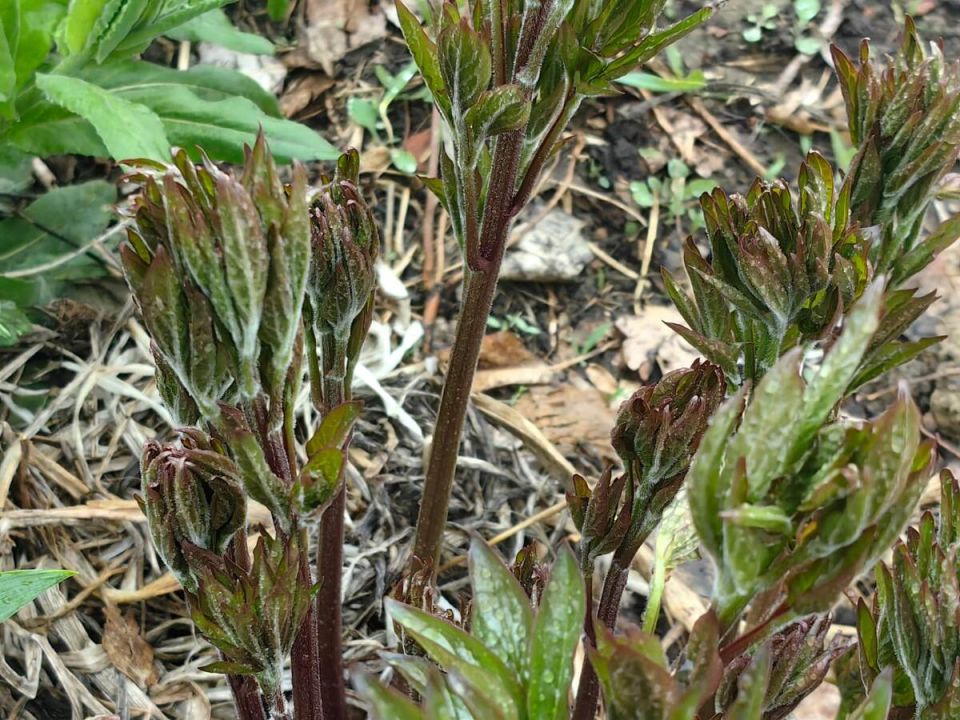 �������� ���������: ������ ������� ���������