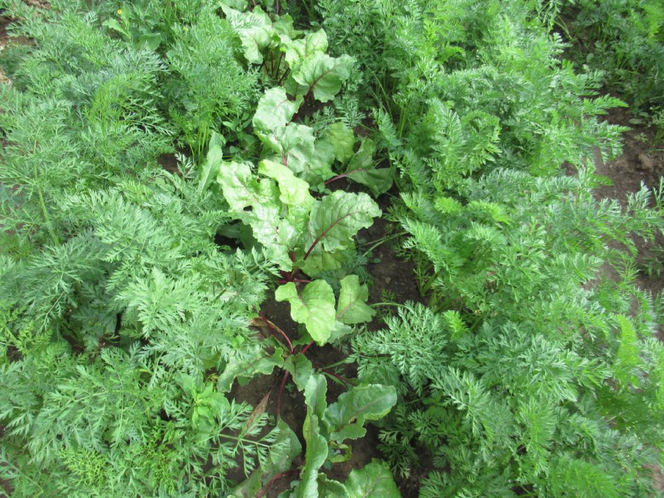 ��� ��������� � ���� ������ ������� � ������ �������� � ��������: ������ �����������