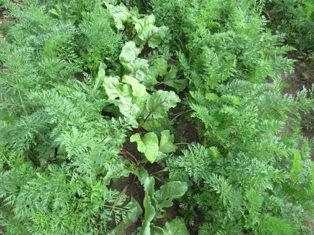 Как удобрения в июле делают морковь и свеклу сладкими и крупными: советы огородникам