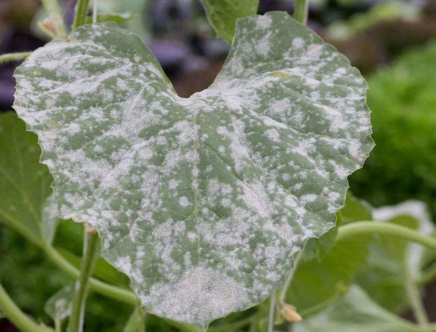 ����������� �������� ������ ��������� ���� � �������