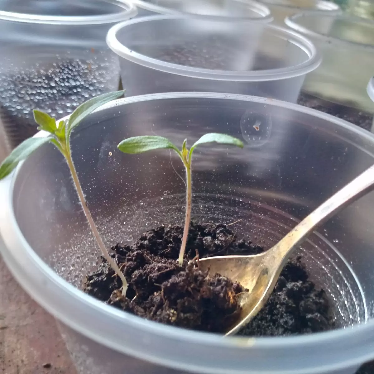 Как ускорить укоренение рассады: советы агрономов после пикировки