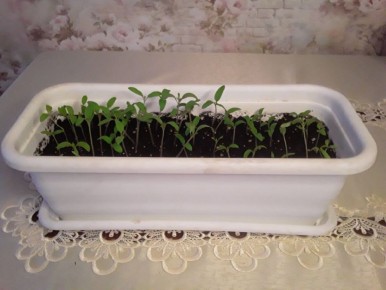 Помидорный лес: как цветочник осваивает новые сорта томатов