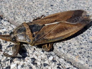 ����������� ������ ������ � ������� � ����