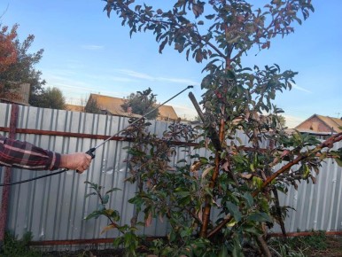 Эффективные альтернативы для осенней обработки сада