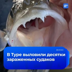 Улов с «начинкой»: тюменские рыбаки обнаружили массовое заражение судака