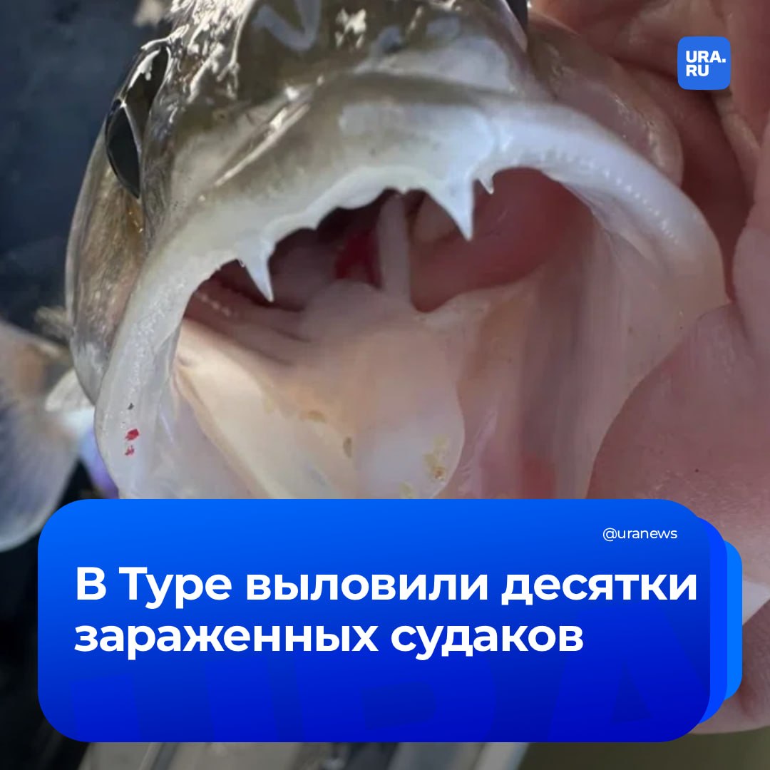 Улов с «начинкой»: тюменские рыбаки обнаружили массовое заражение судака