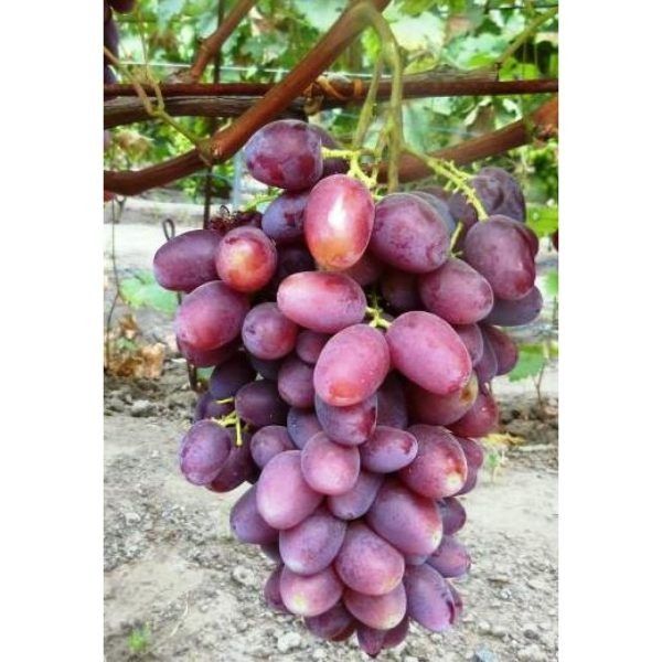 ����� �������: ��������, ������� ������� ��� ���