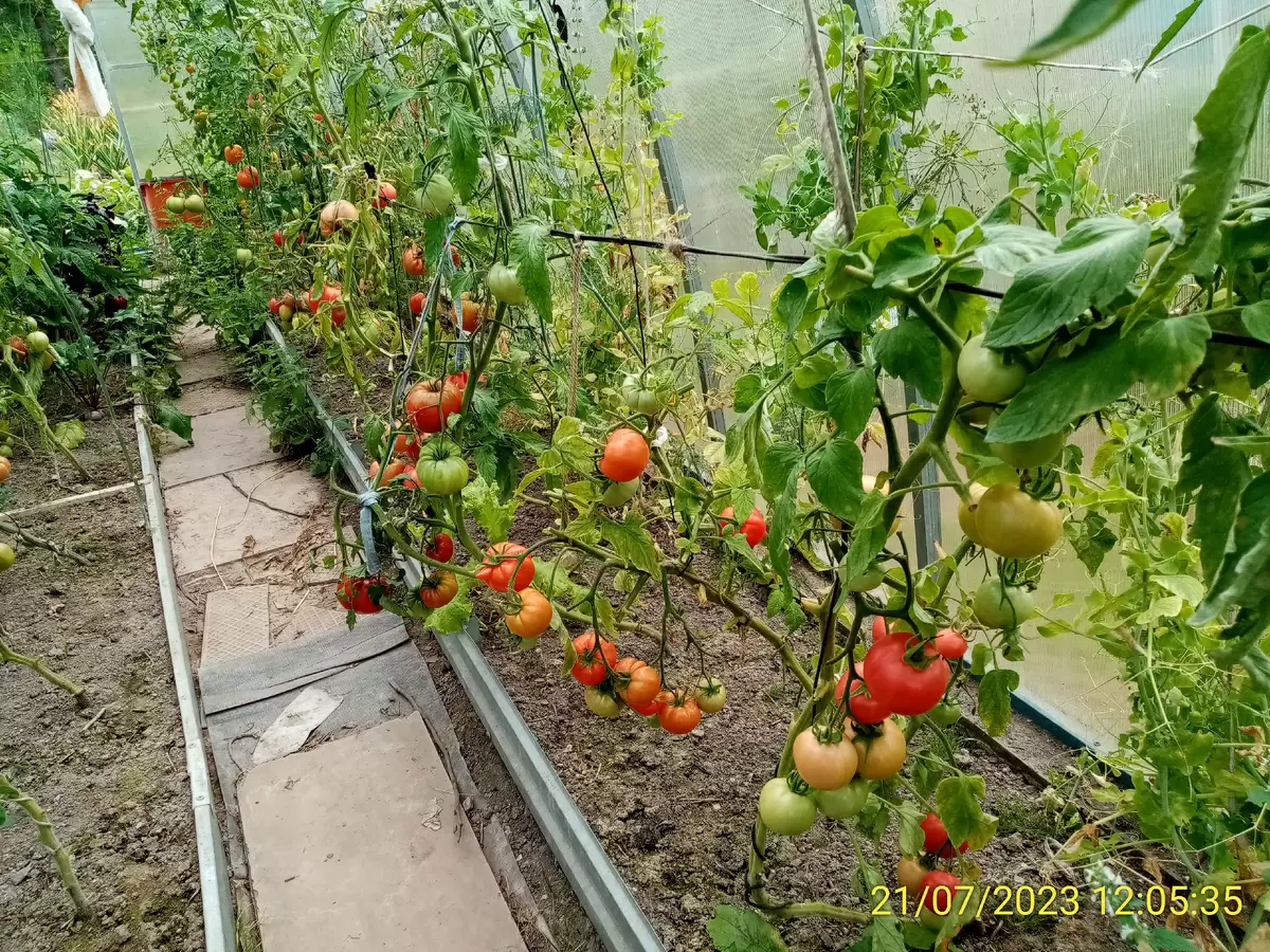 Томаты Бычье сердце: классика в эпоху новых сортов