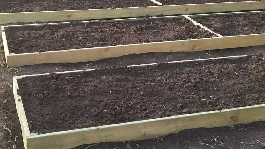 Успех в огороде: секреты подготовки грядок для гигантского чеснока