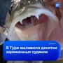 Улов с «начинкой»: тюменские рыбаки обнаружили массовое заражение судака