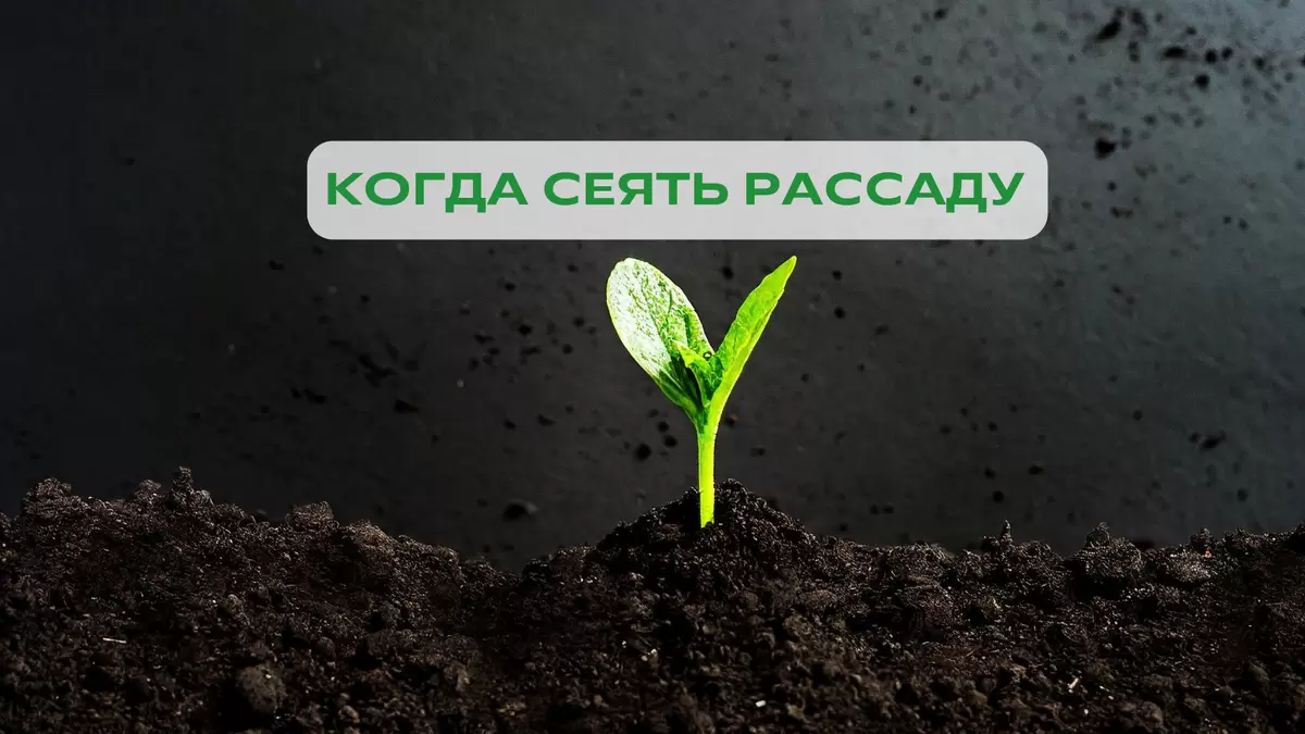 Как определить оптимальный срок высадки рассады в грунт