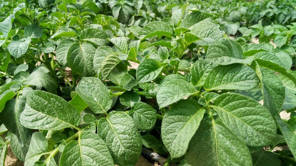 ������� ������������ ����: ��� �������� ������ ��������� � ����������