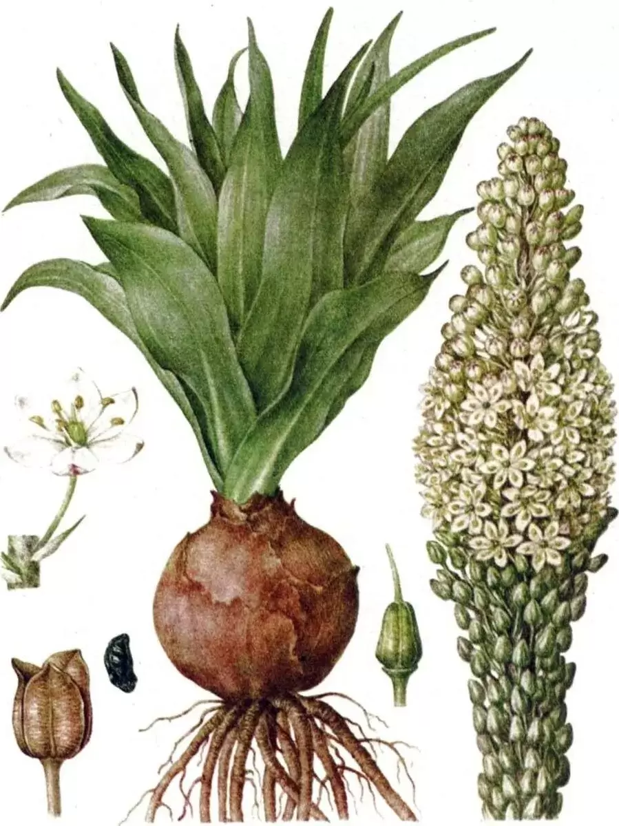 Морской лук: секретное оружие против крыс и не только