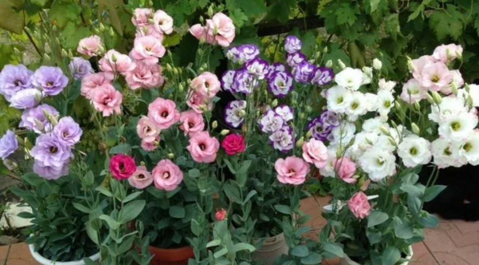 ����������� ������: ��� ������� ����� ��� ����� ������ � ������ ����