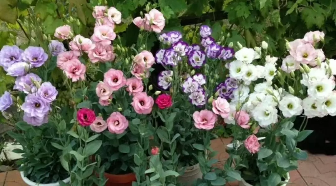 Декабрьские чудеса: что посеять зимой для ярких цветов и пряных трав