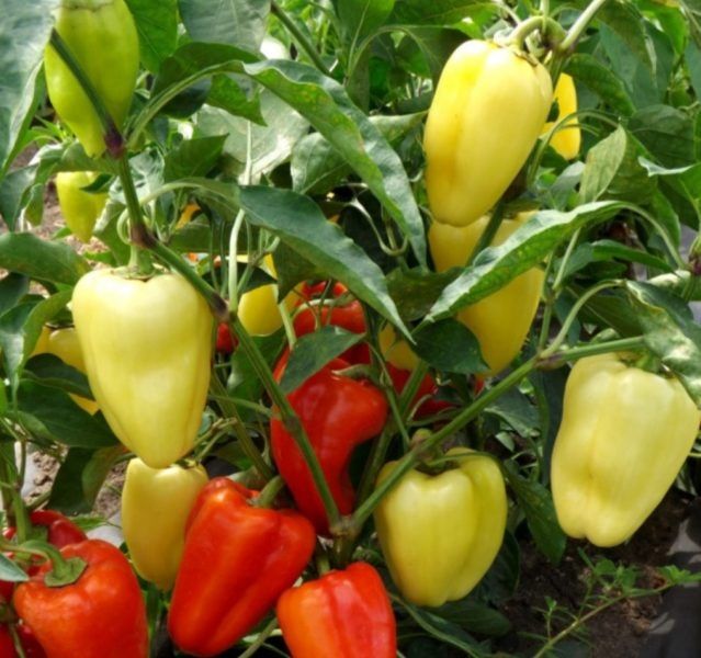 ����� ������: ��� ����� ����� �� ���� ������ ������� � ������������ ������������� �������