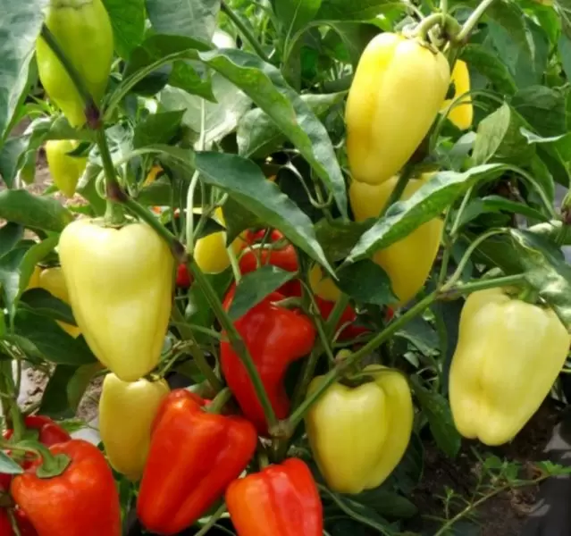 Перец Флавий: что нужно знать об этом раннем гибриде с характерными призмовидными плодами