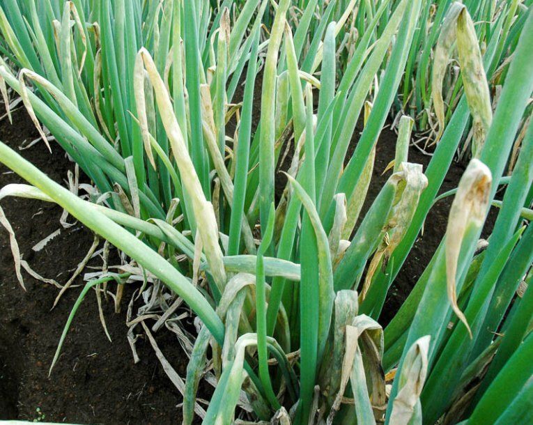 ������� ��������� ����: ��� ������������� �������